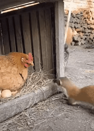 家中母鸡正专心孵蛋，黄鼠狼偷偷逼近。危急时刻，猫咪飞身扑出一把按住不速之