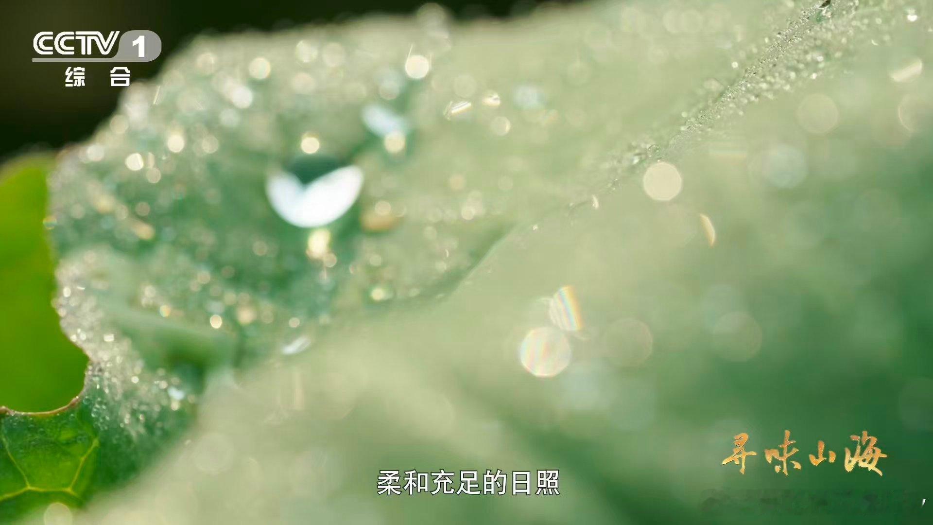 全球唯一独立硒矿床长出的菜山孕硒珍水润清甜形容的是恩施硒菜薹它长在全球唯一独立