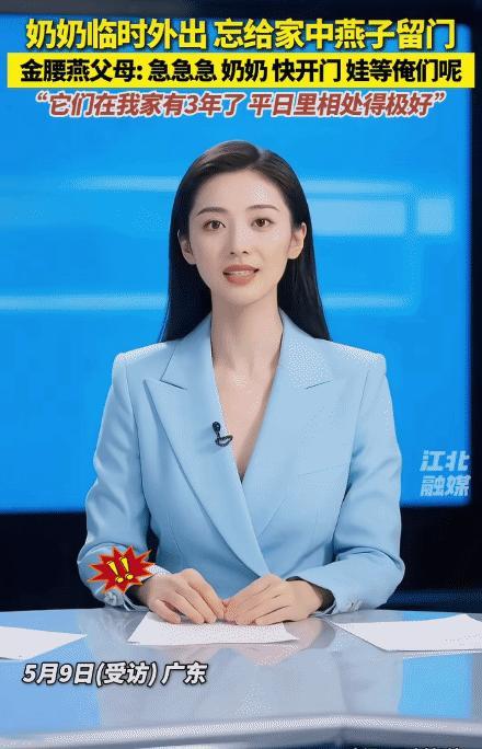 “太有灵性了！”广东，奶奶出门忘给家里的燕子留门。没想到，燕子的父母急得在门口飞