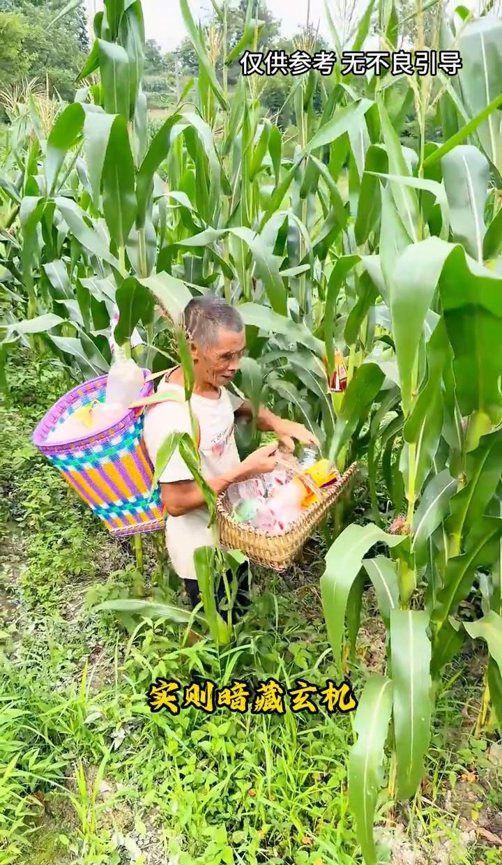 玉米地里套个瓶，鸟吃不着，虫咬不着，产量还涨了。这招儿真不是gimmick，