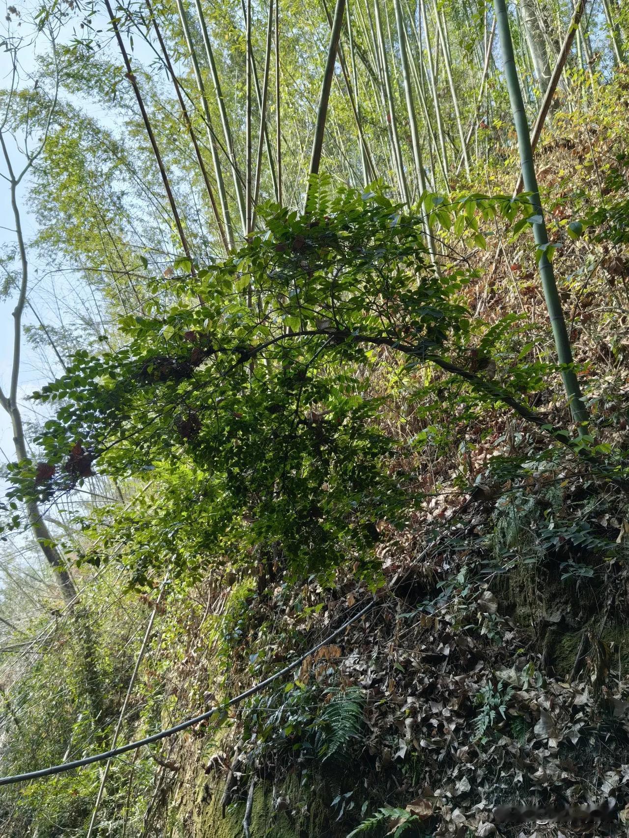 🍀朋友是一名事业编教师，十几年前，就把户口迁回了农村老家！朋友因为上大学，