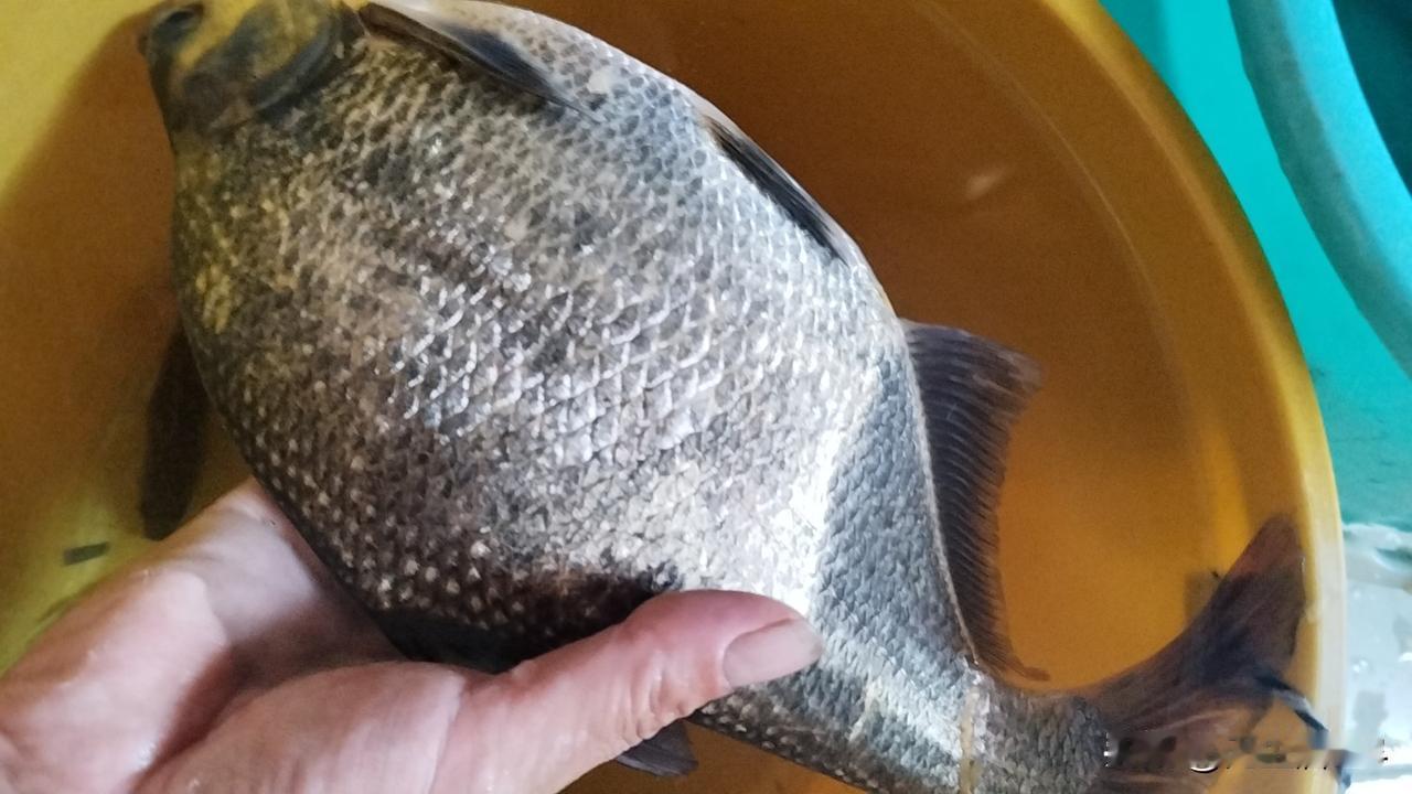 我用蚯蚓的钓鱼，为什么比他们钓的多，还大？后天大降温，据说大降温前两天很好钓鱼