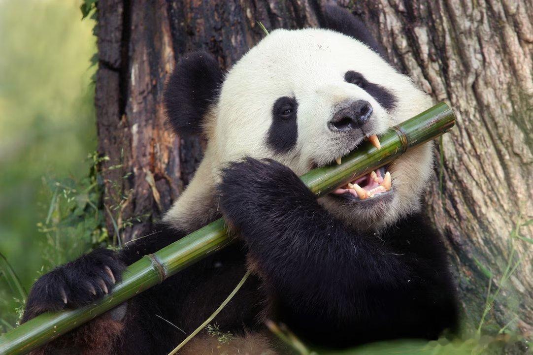 没有近亲的"活化石"：三个食肉动物家族的基干成员🌳这三位食肉动物有什么共同点