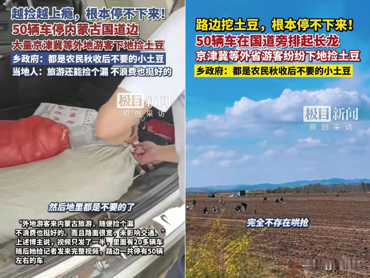 越捡越上瘾，内蒙古国道边这“土豆狂欢”也太嗨了吧！50辆车排排站，京