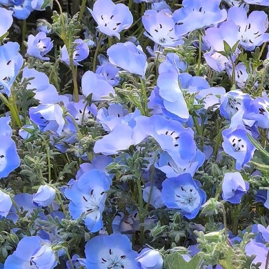 0000爱花草种植1、种植时间爱花草（喜暖植物）对环境的适应性较强，可全年在室内