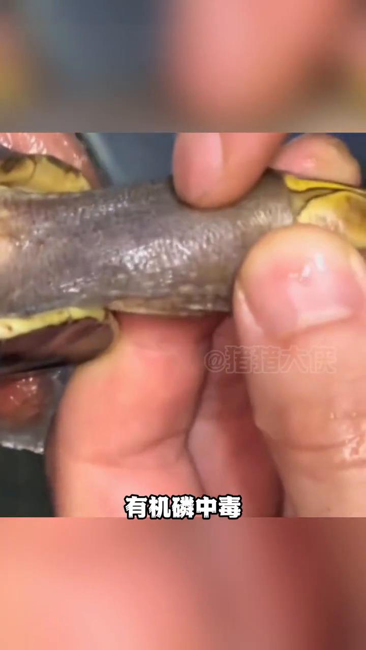 原来小动物也会得千奇百怪的毛病。猪猪大侠。刷到一博主的小乌龟是我机灵中毒，于