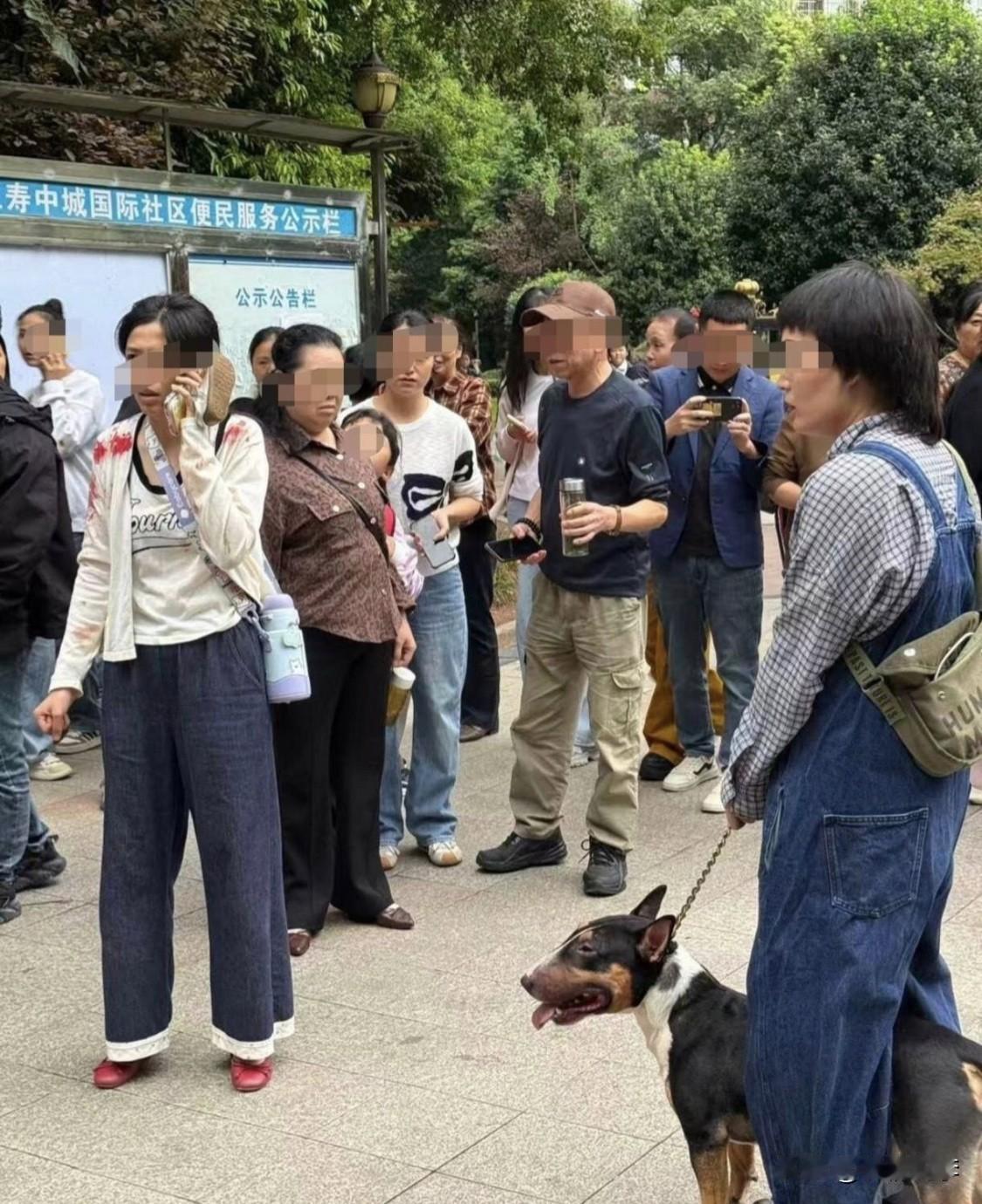 迷你牛头梗属于禁养烈性犬，女狗主人难道不知道吗我相信女狗主人一定知道这只犬是