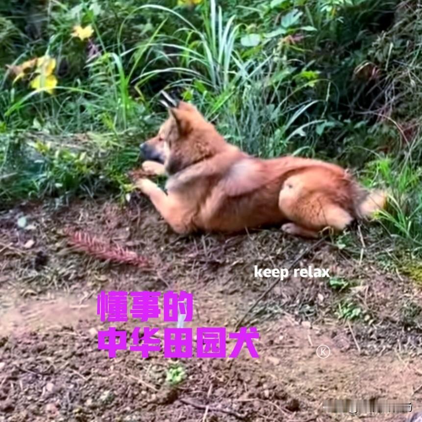 今天上午赶集的时候，在市场上买了一些菜秧秧，吃过午饭便来到菜地，准备把这些菜秧秧