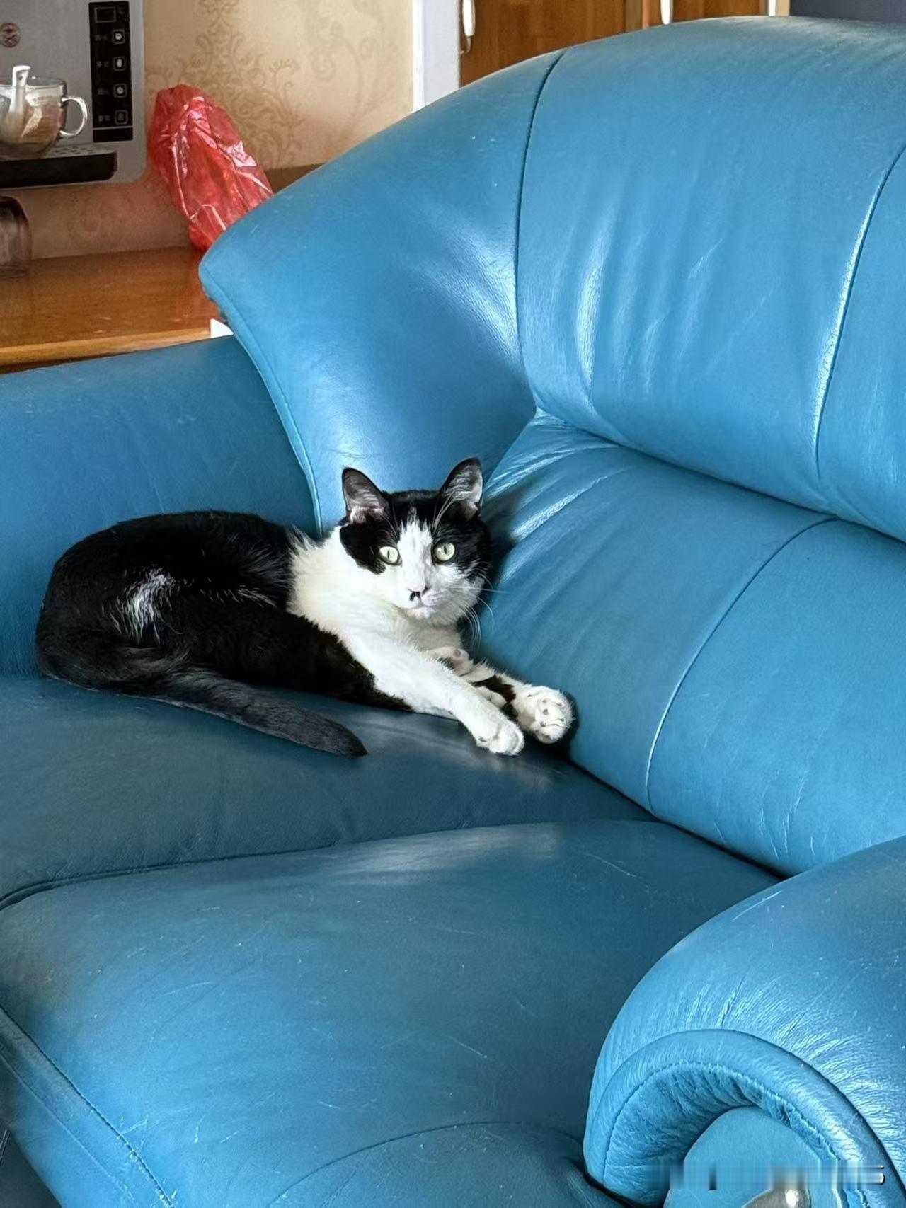 最近一段时间在北京照顾女儿，最可怜的就是我家的猫咪了。我家的猫咪原来是只小流浪
