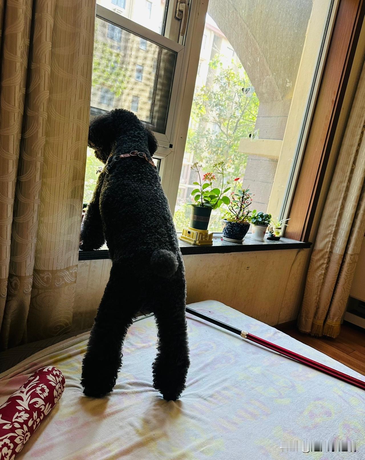 我真心的奉劝那些条件不允许的人你们不要去养宠物，猫猫狗狗的不要养。这东西既然养