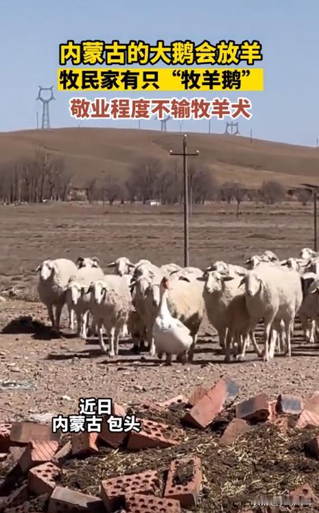 太有灵性了！内蒙古，一牧民家养了只大鹅，原计划冬天炖了补身。谁知，大鹅为求生存，