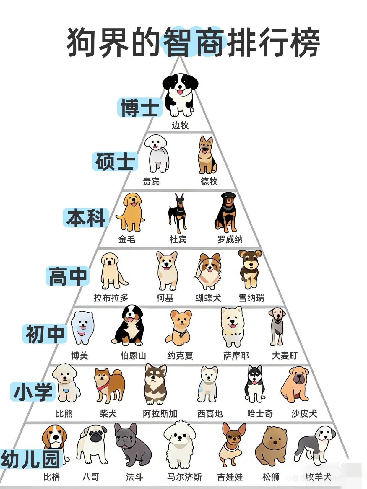 狗狗智商排行榜，来看看你家的排多少[笑着哭][笑着哭]1️⃣博士级：边牧稳居榜首