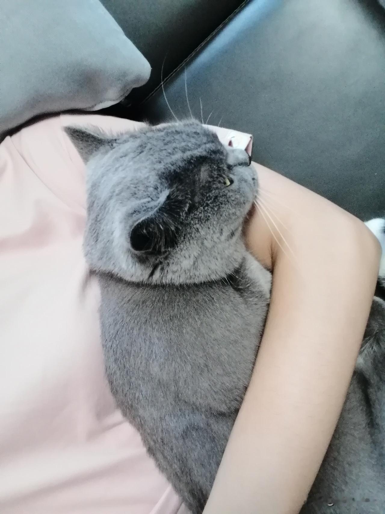 至少还有猫