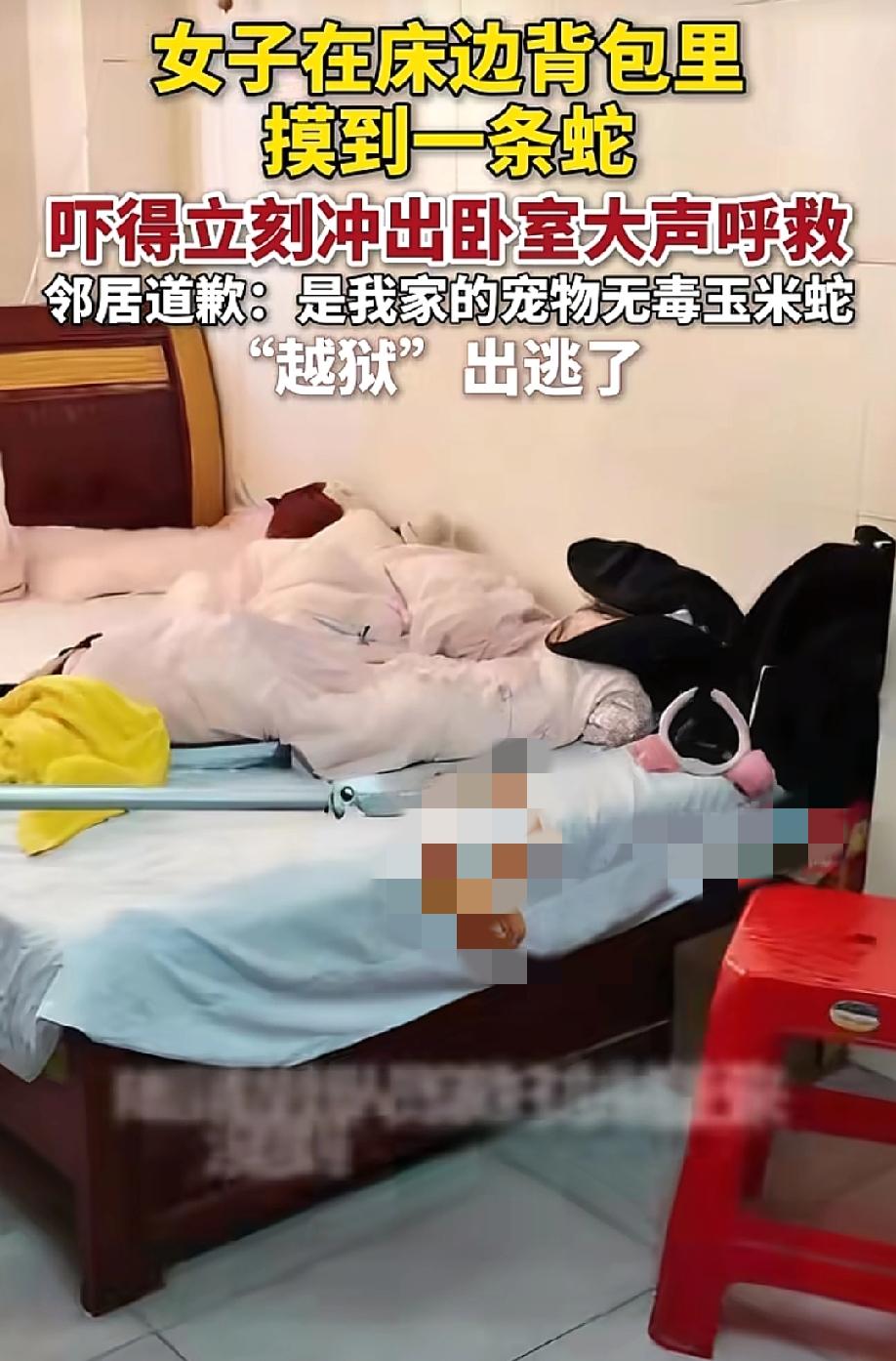 一只手摸到冰凉滑溜的东西，低头一看，蛇！5月21日，纵览新闻等报道，四川成都一女