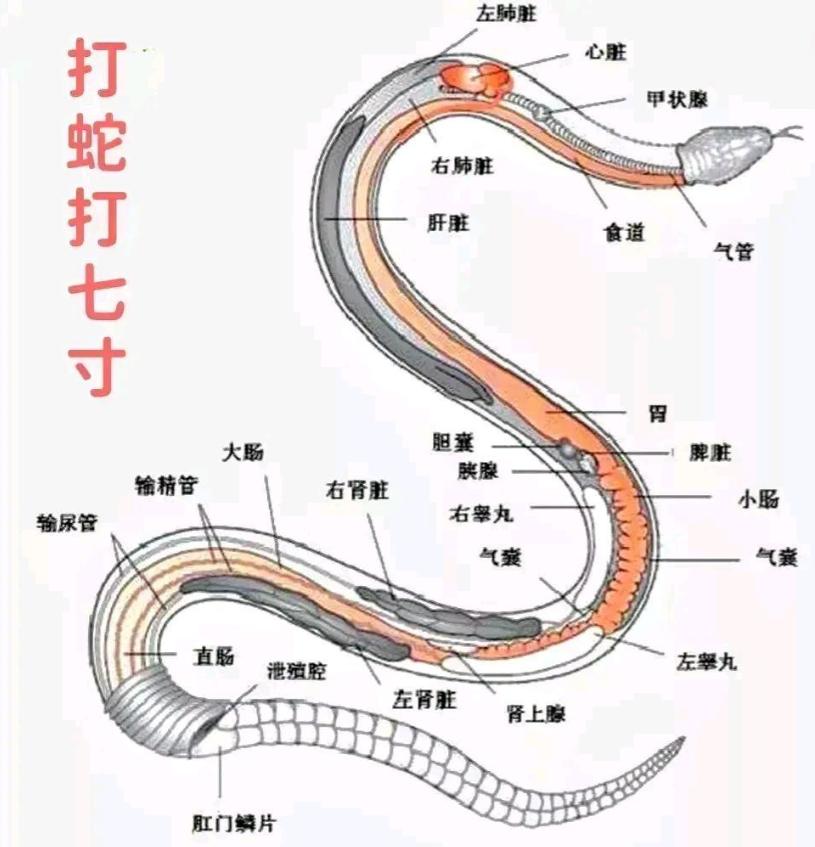 打蛇不打头！很多人不知道，野外遇到蛇时千万别打它的头，这样反而可能让自己陷入危险
