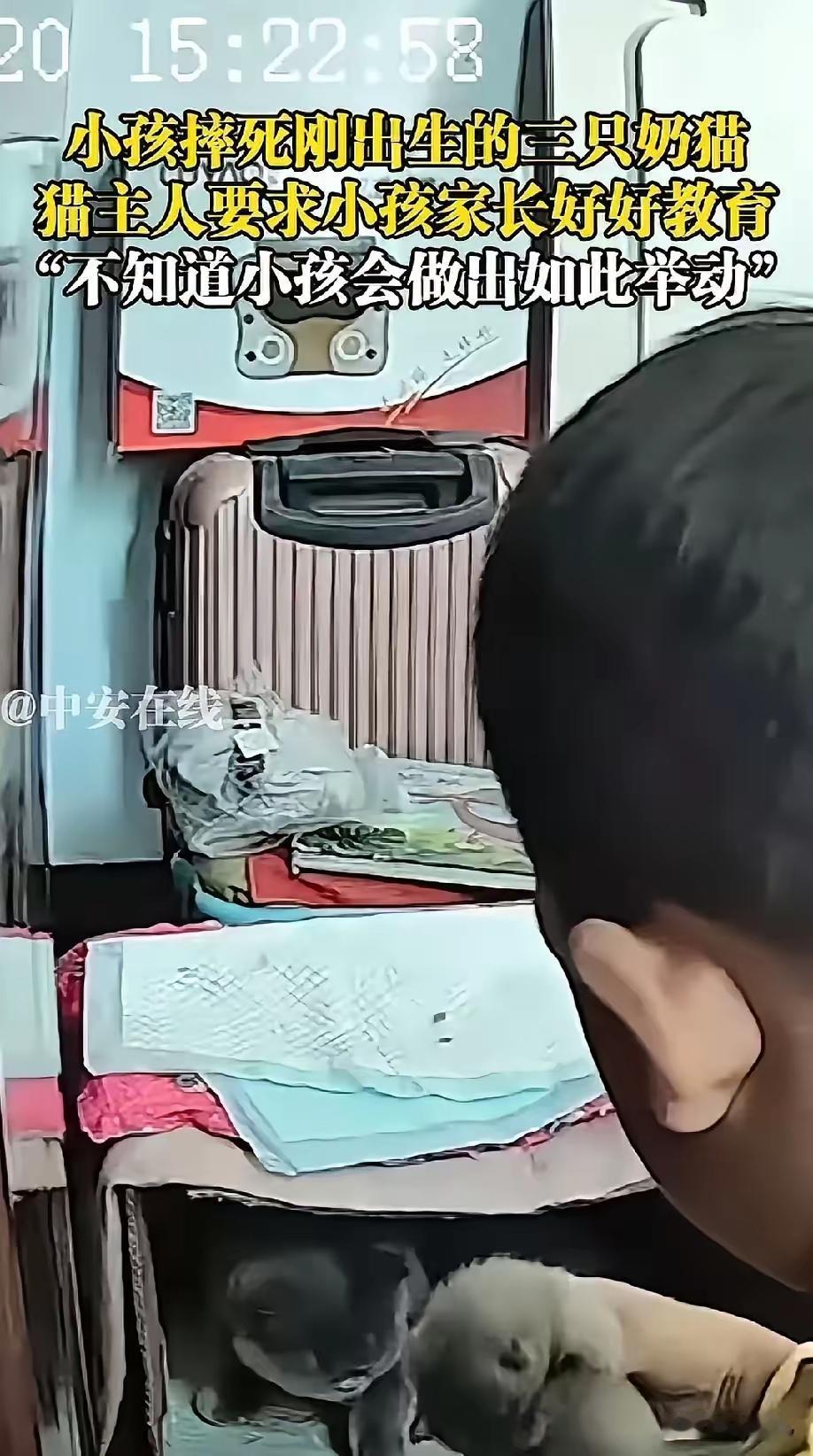 太残忍了！刚刷到，有一个六岁小男孩，去小姨家玩耍时，把刚出生两天的小蓝猫当着