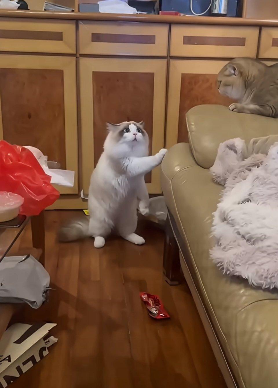 萌宠带着猫去邻居家做客，她家猫一脸疑惑，“你，你，你谁啊？”​​​