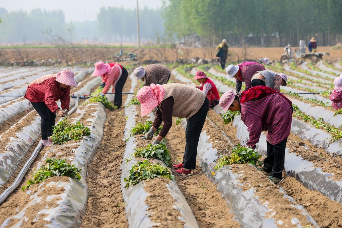 现在有件事感觉不太明白，那就是过去的时候，农民没有外出打工一事，或在大集体的生产