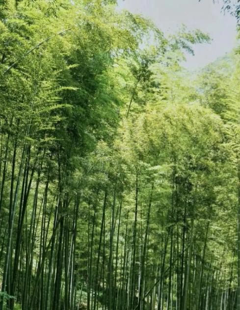 当“木质化草本”以树的姿态撑起千年君子意象，一场关于物种存续的认知错位正在竹林深