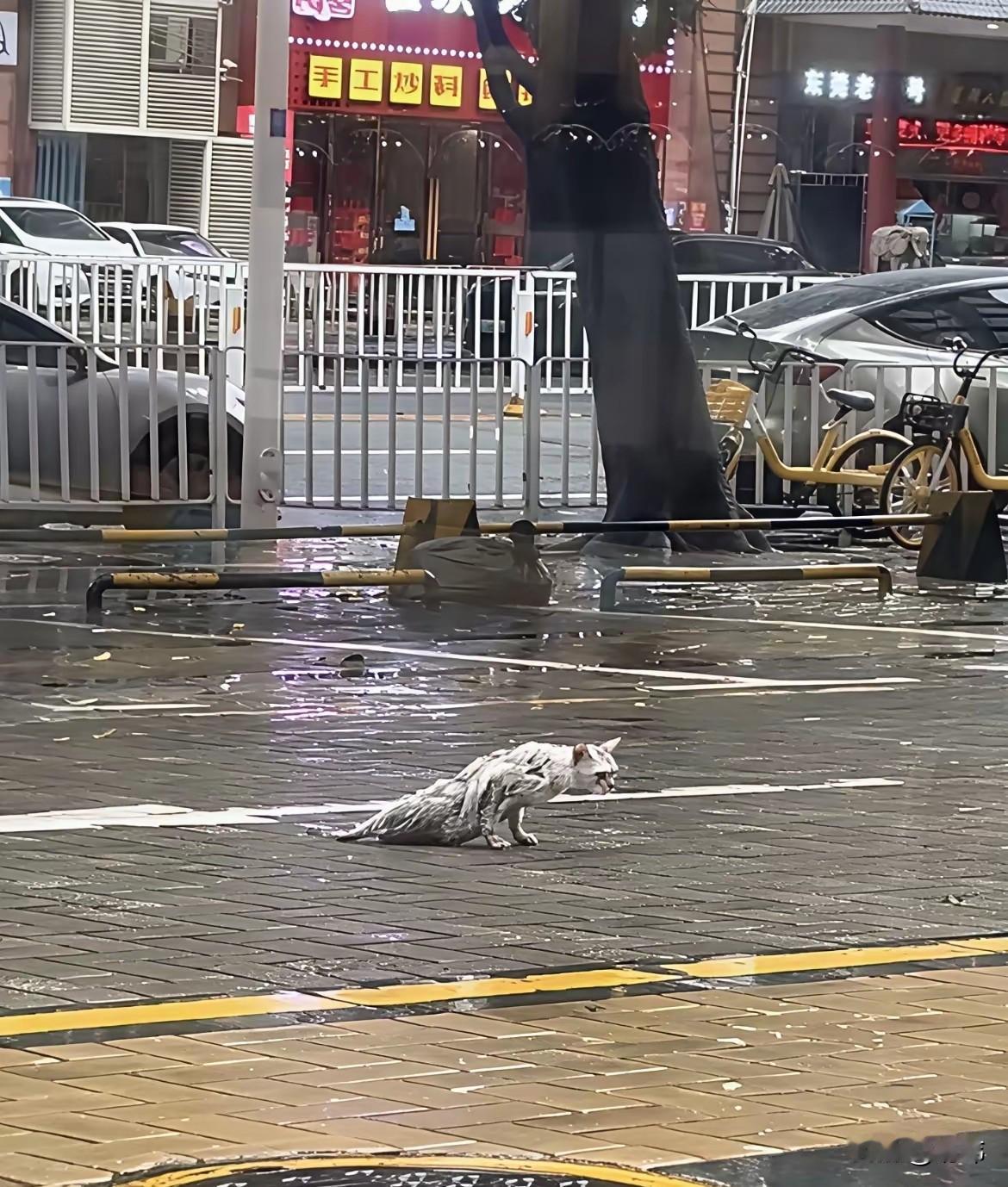 这天，突然下起了大雨，一位小哥哥撑着伞去朋友家玩，结果在马路上看到了非常凄惨的一