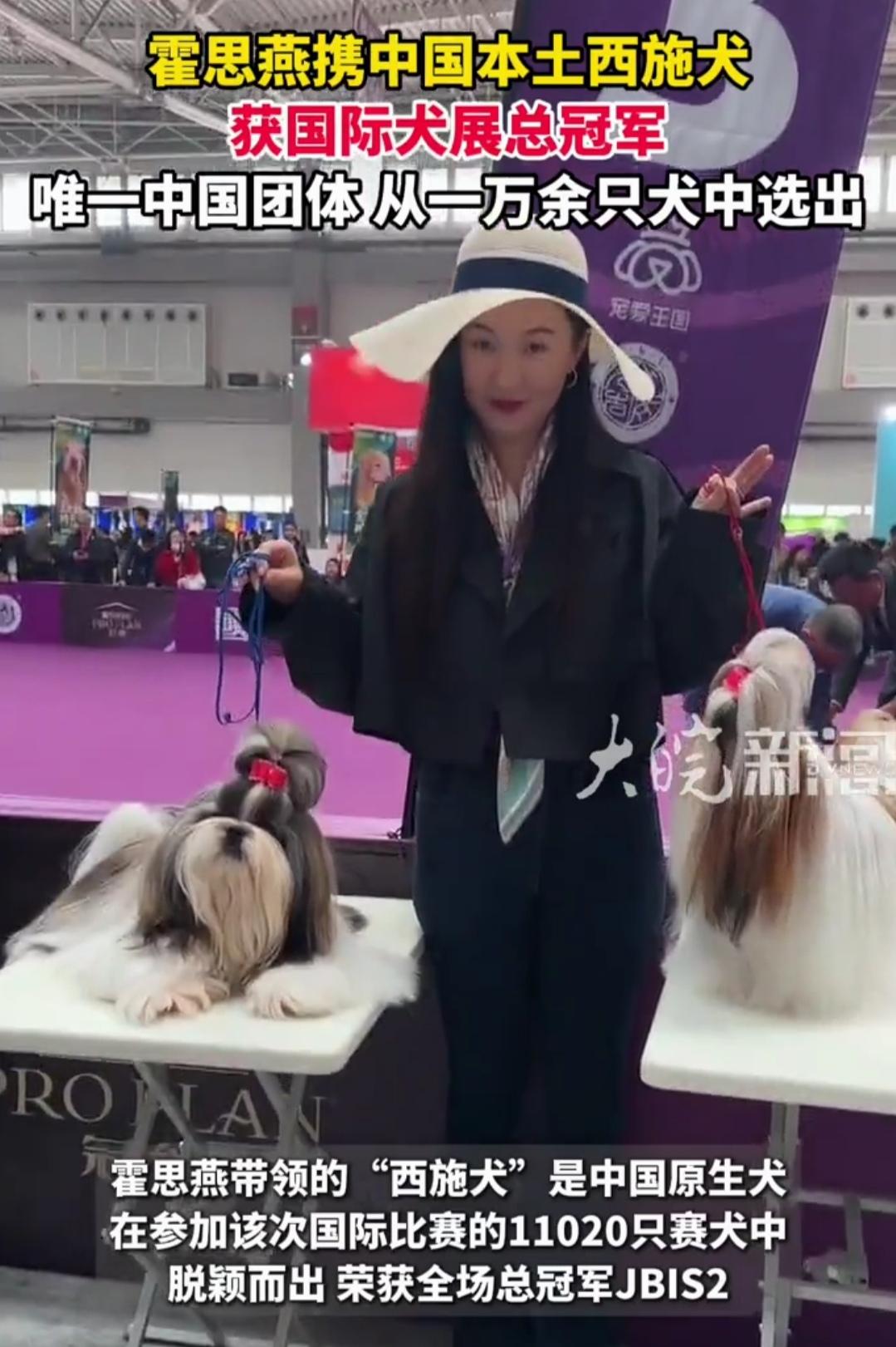 退圈12年杀回热搜！霍思燕带中国犬拿下国际冠军，太给国人长脸谁能想到！退圈1