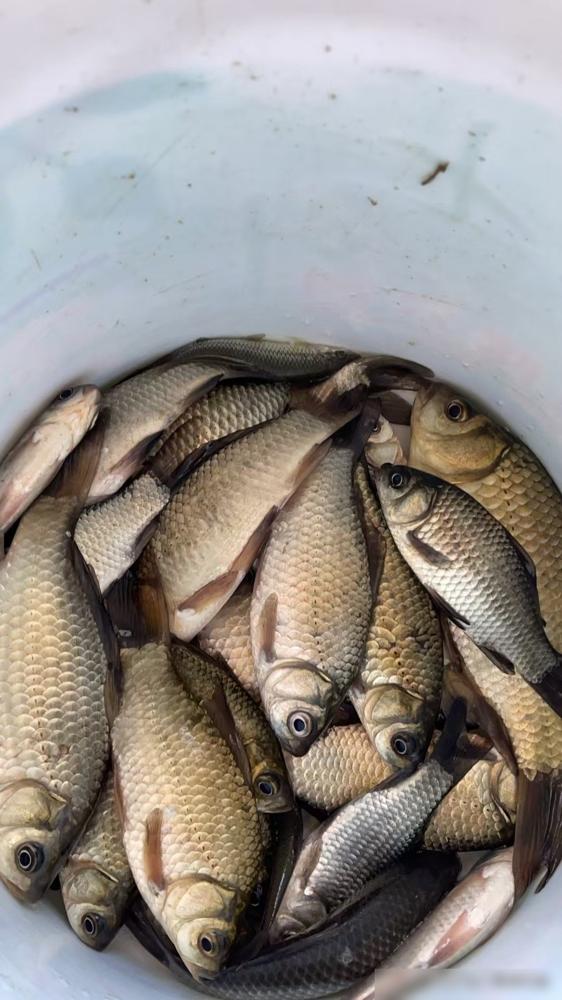 你敢信？昨天野钓，我2米7竿狂拉32条鲫鱼，隔壁5米4大哥蹲到天黑没开竿！惊