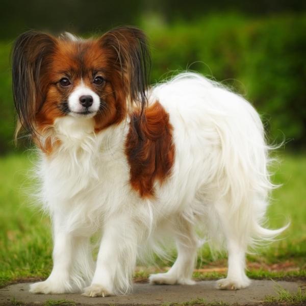 宁波女子喂流浪猫“遭殃”：猫窝被扔，网友炸锅，谁该“买单”？大家好，今天给你