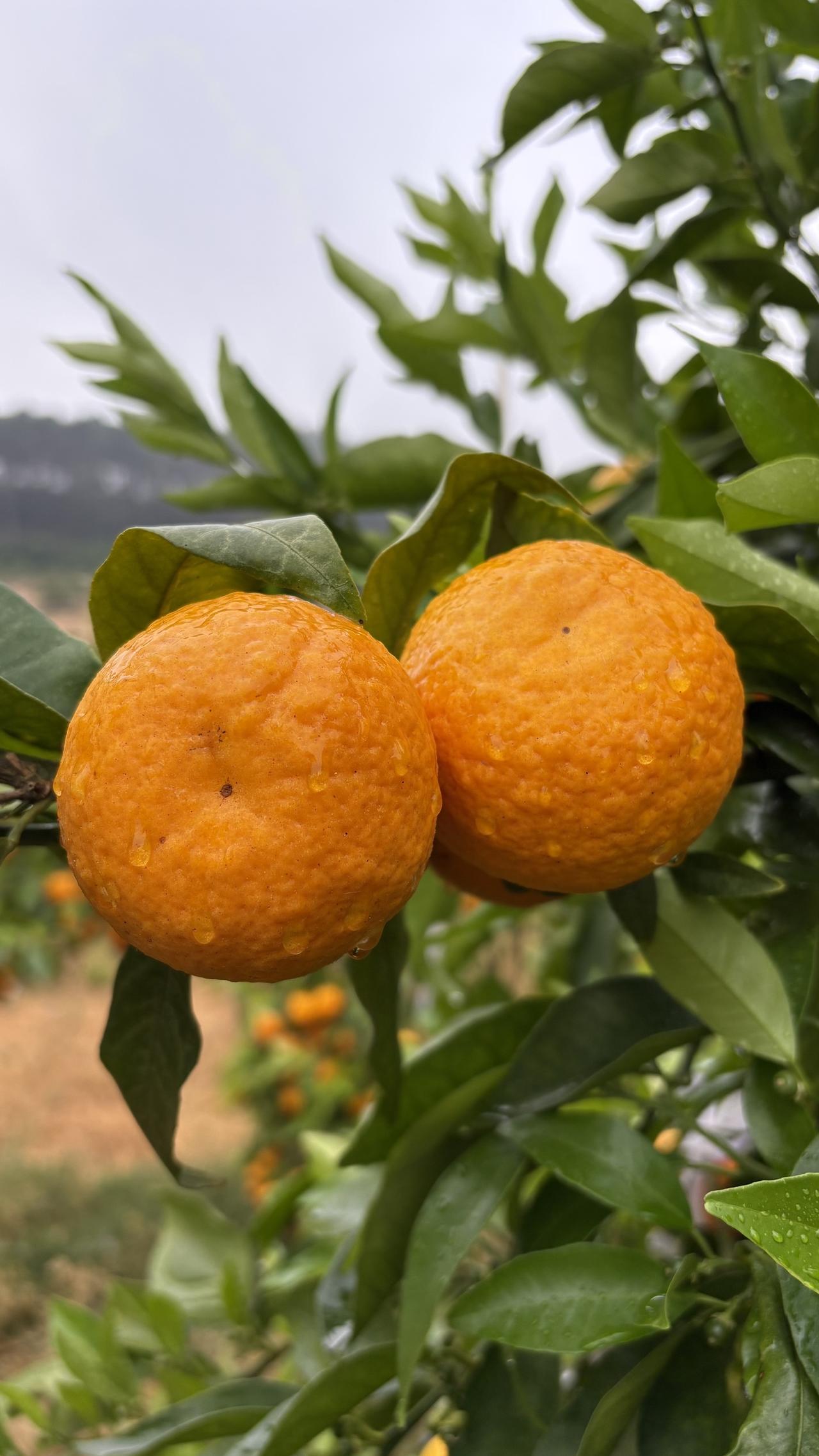 雨后的沃柑果子，是否更加有吸引力？
