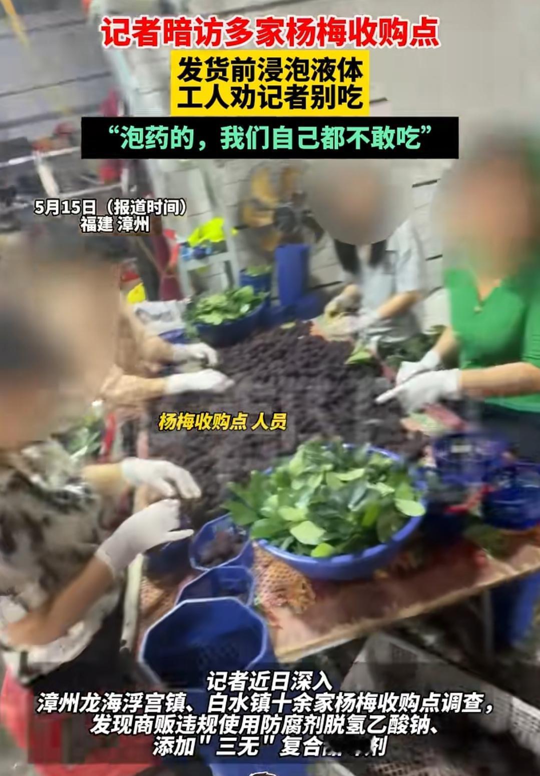 这杨梅啊，以后真不敢闭着眼睛买了。刚刷到记者去福建漳州龙海那边的杨梅收购点暗