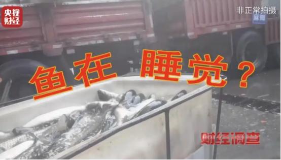 央视记者耗时两个月蹲守，揭开了水产市场的惊人黑幕：重庆、山东、安徽多地的活鱼竟被