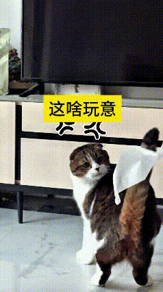 这个视频我看了好几遍，真是越看越搞笑。主人给猫咪尾巴上边粘了一小块纸，小猫压根不