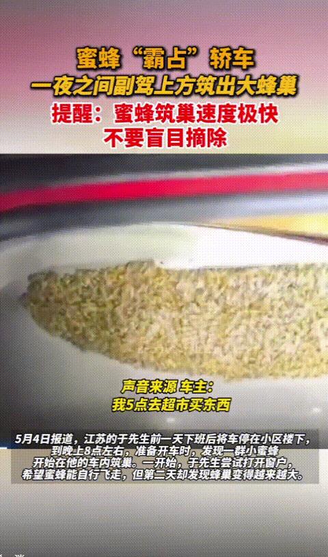 太吓人了！江苏苏州，一男子正常开车下班回家，起初没注意，有几只蜜蜂顺着，没关的车