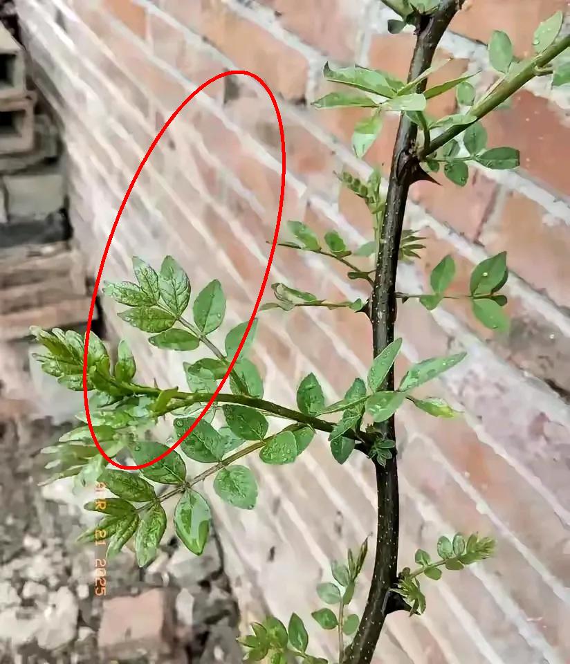 最近我遇到难事了。五一时候，我儿子把谈了两年的女朋友带回了家，女孩刚一进门，我
