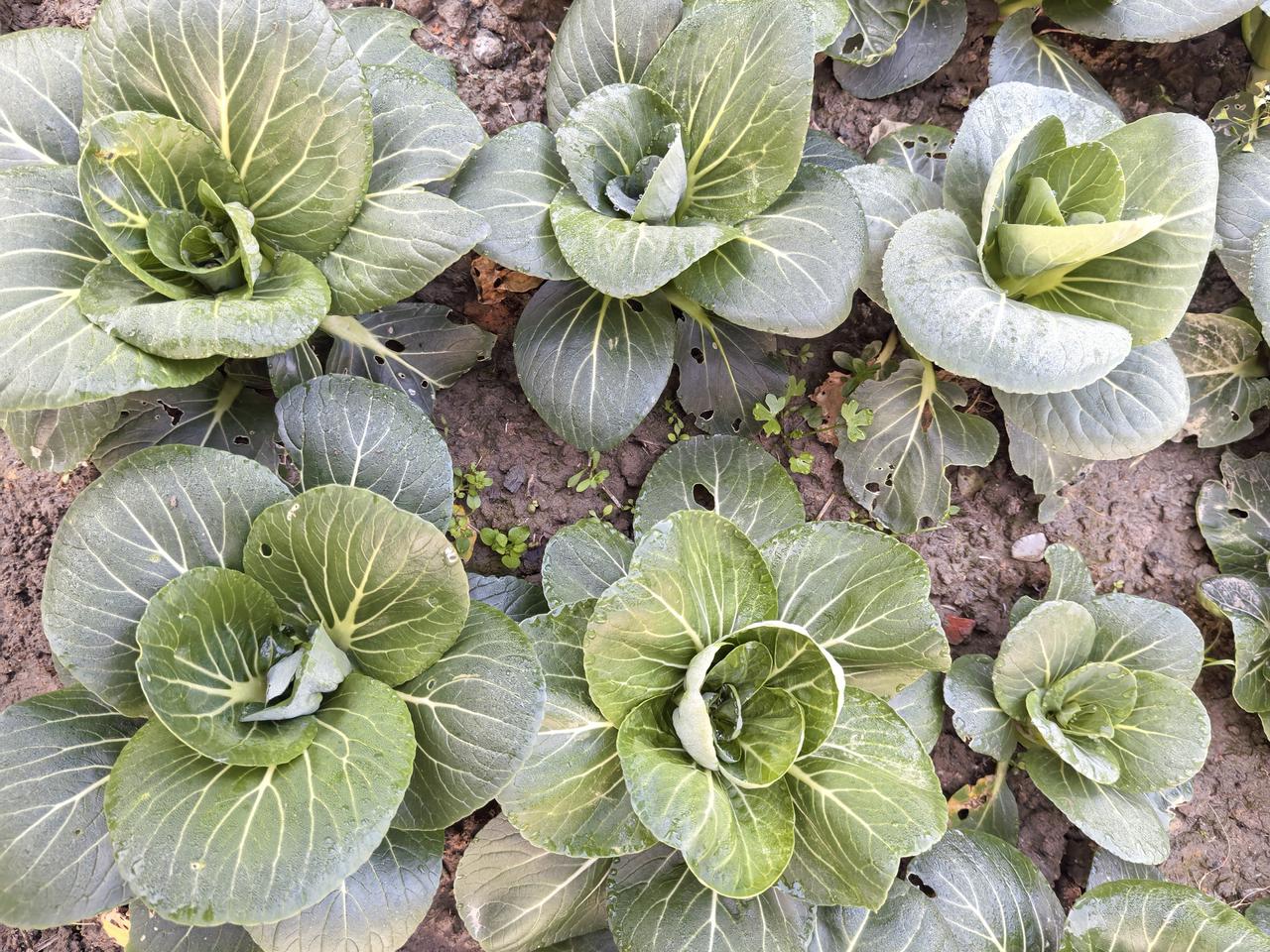 表侄女是护士，02年美少女。正值妙龄，是找对象的好时机。他爸（也就是我表哥）婚房