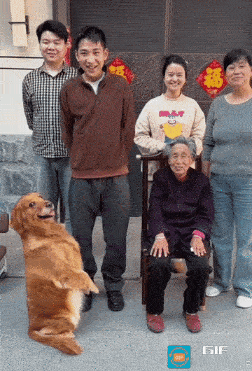 全家福里的“显眼包”金毛好温馨的一幕！全家拍合照，结果狗子直接闯入镜头摆p