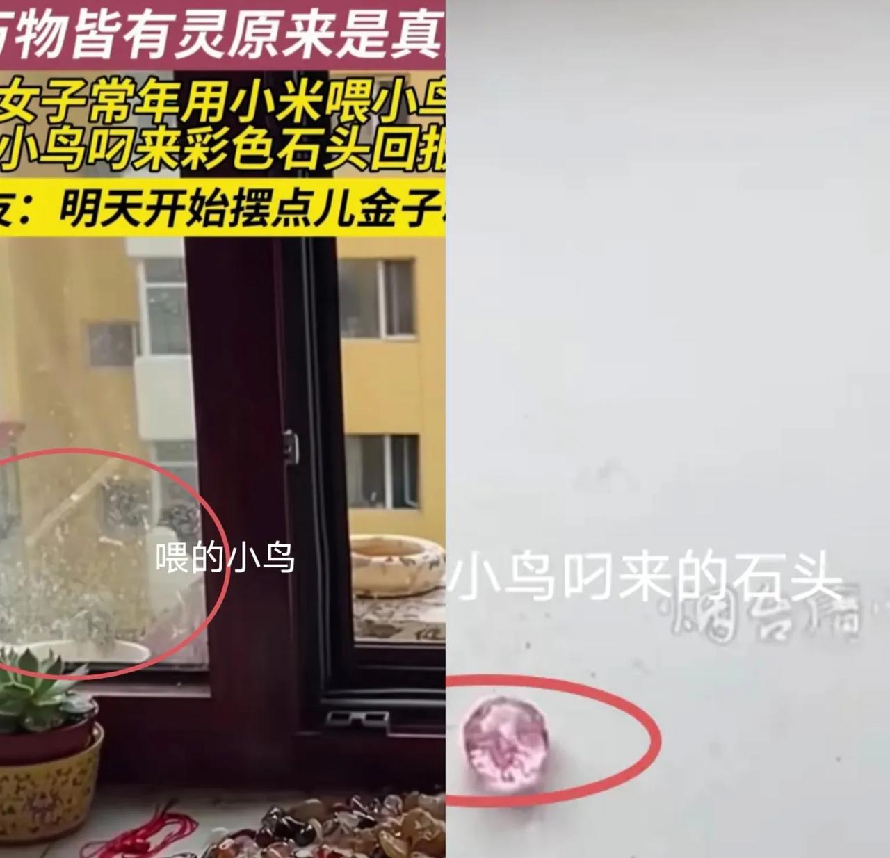 太有灵性了！黑龙江，女子三年来一直在窗台用小米喂小鸟，本来自己也没求什么回报，就