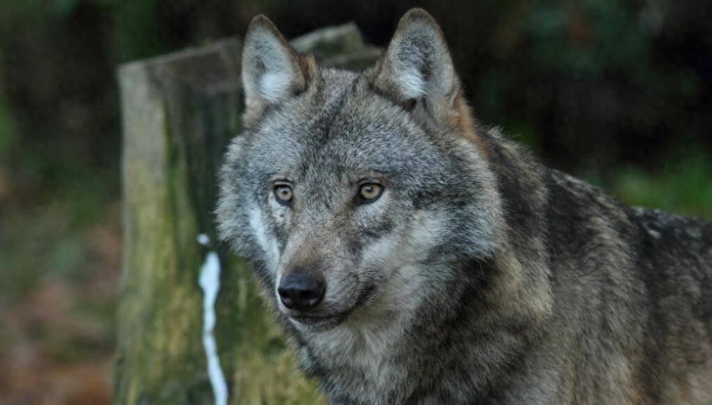 1942年，日军召集数千兵力，对抗联康大砬秘营进行了突袭，自信可以将其一网打尽。