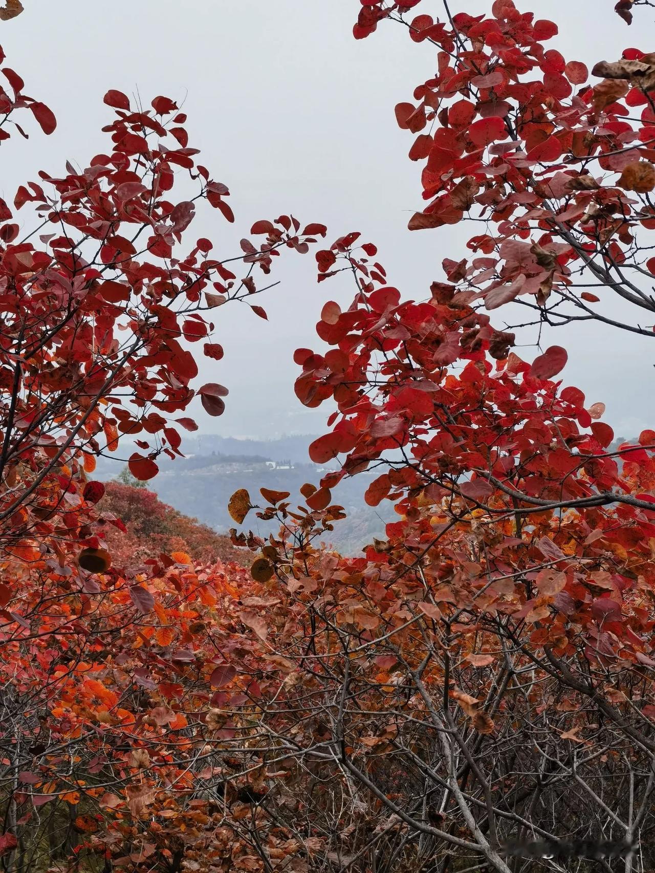 荥阳长寿山：秋意渐浓，红叶满山，美不胜收！🍂🍁🍂