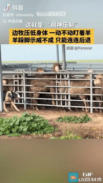 “笑不活了”羊圈外，一只边牧压低身体，一动不动盯着羊，羊心生恐惧，只得跺脚示威，