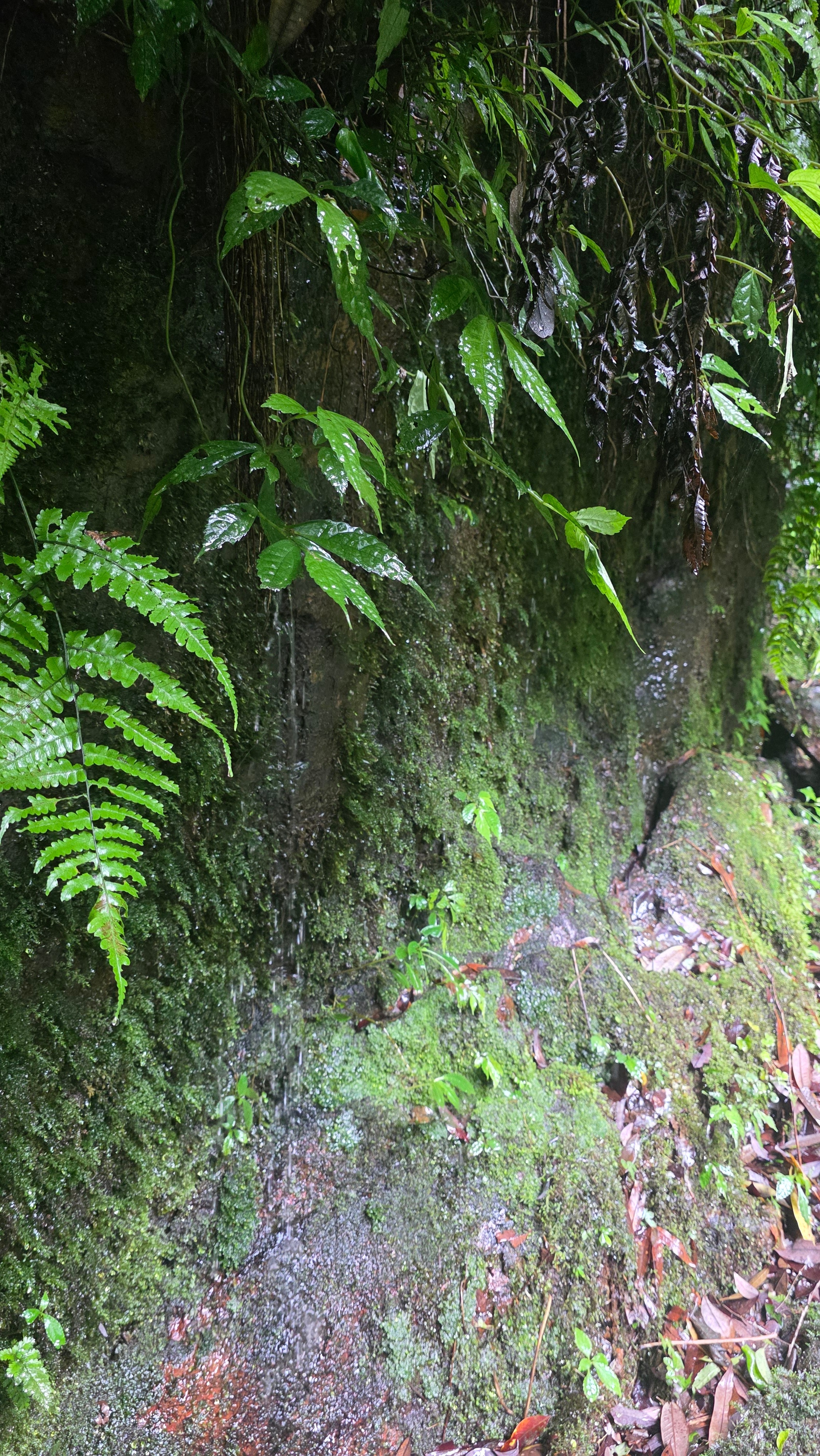 这条瀑布在雨林深山的溪流峡谷里，仰天长叹，挺高的，爬上来的路上有条蛇🐍从我脚边