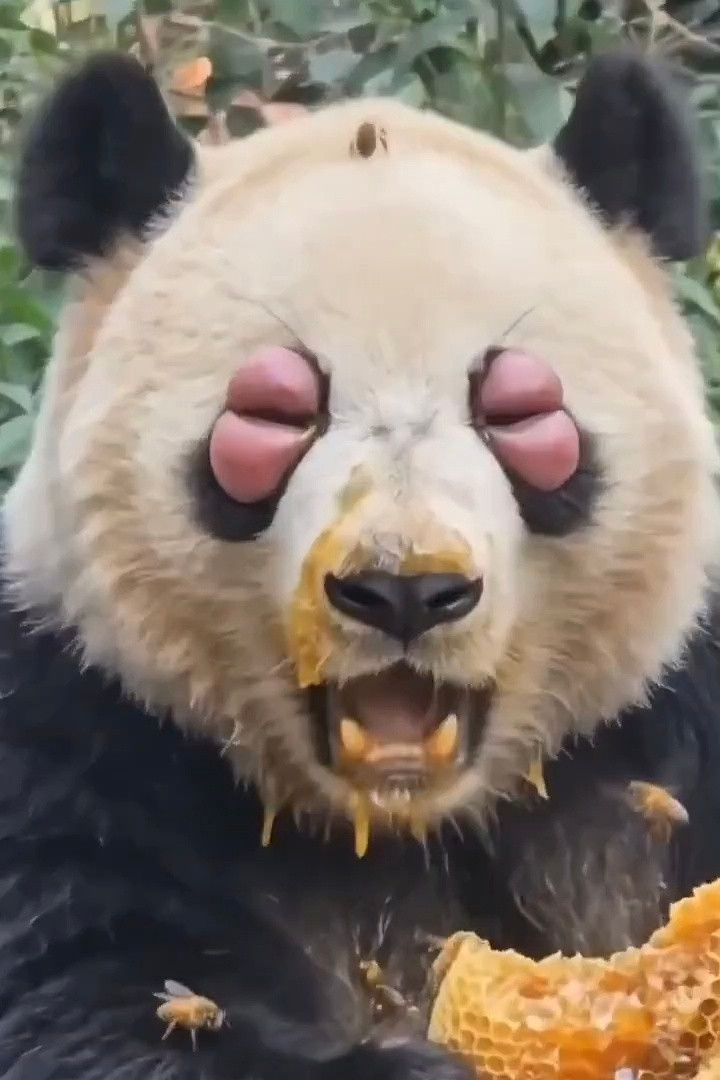 熊猫是真的爱吃蜂蜜🍯