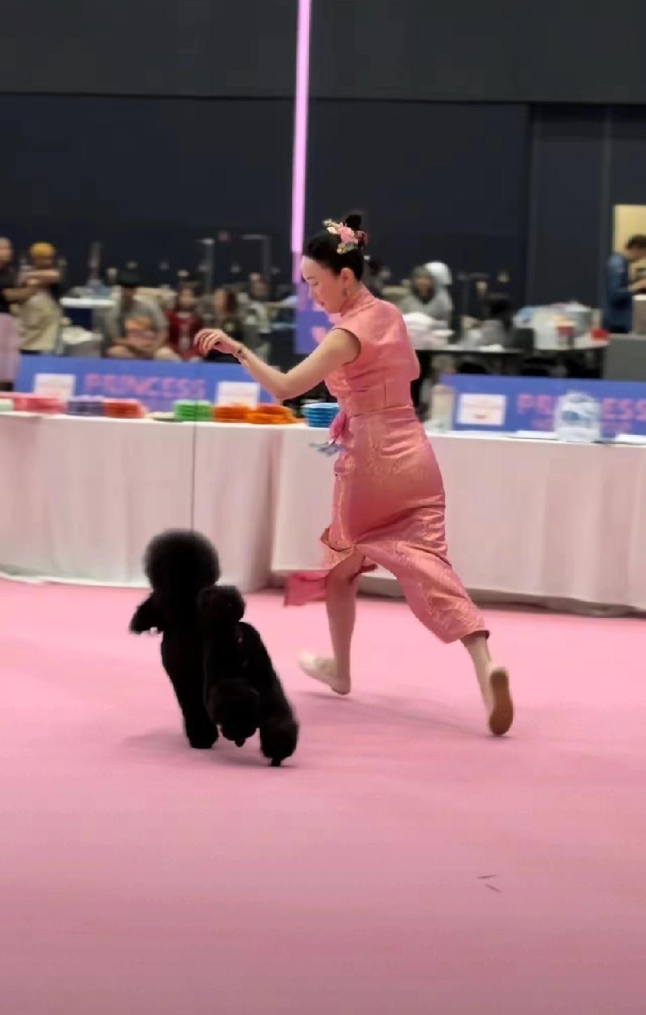 霍思燕泰国犬展夺冠！背后付出太戳人，这才是真正的爱狗人士4月5日，