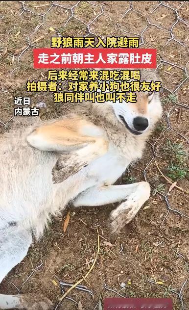 最近内蒙古锡林郭勒草原出了档子稀罕事，一只野狼下雨天跑进牧民院子躲雨，临走还冲人