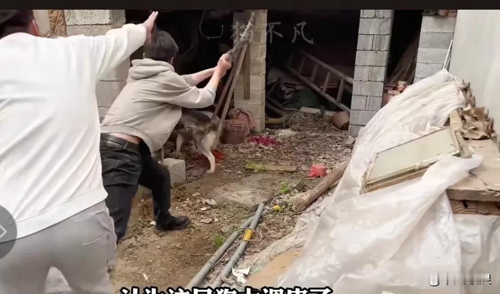 比特犬在与女主人玩耍时，无意间将女主人扑倒了。女主人当时正怀有五个月的身孕，她的