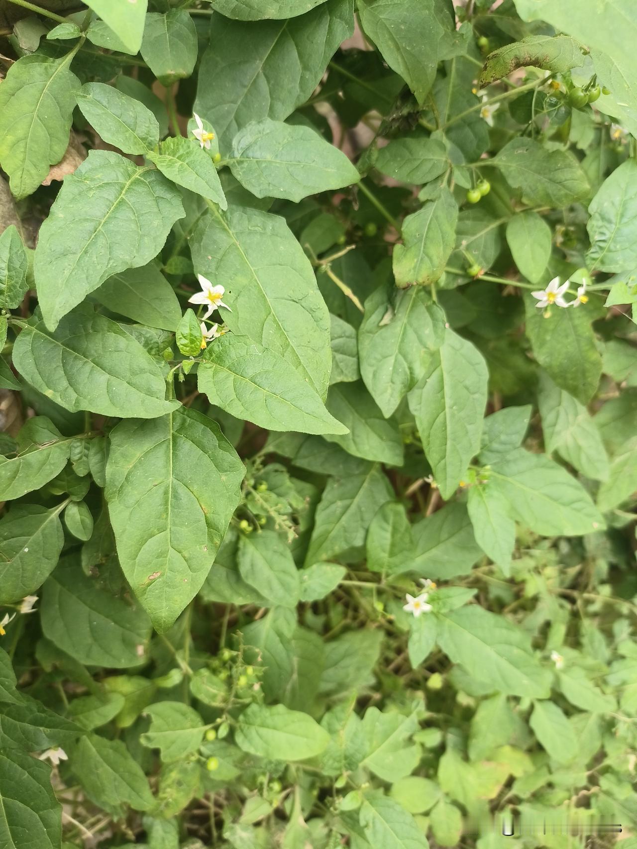 从小矛盾积怨到生死相向：一罐被投毒的麦片，如何毁掉两个硕士生？那罐放在宿