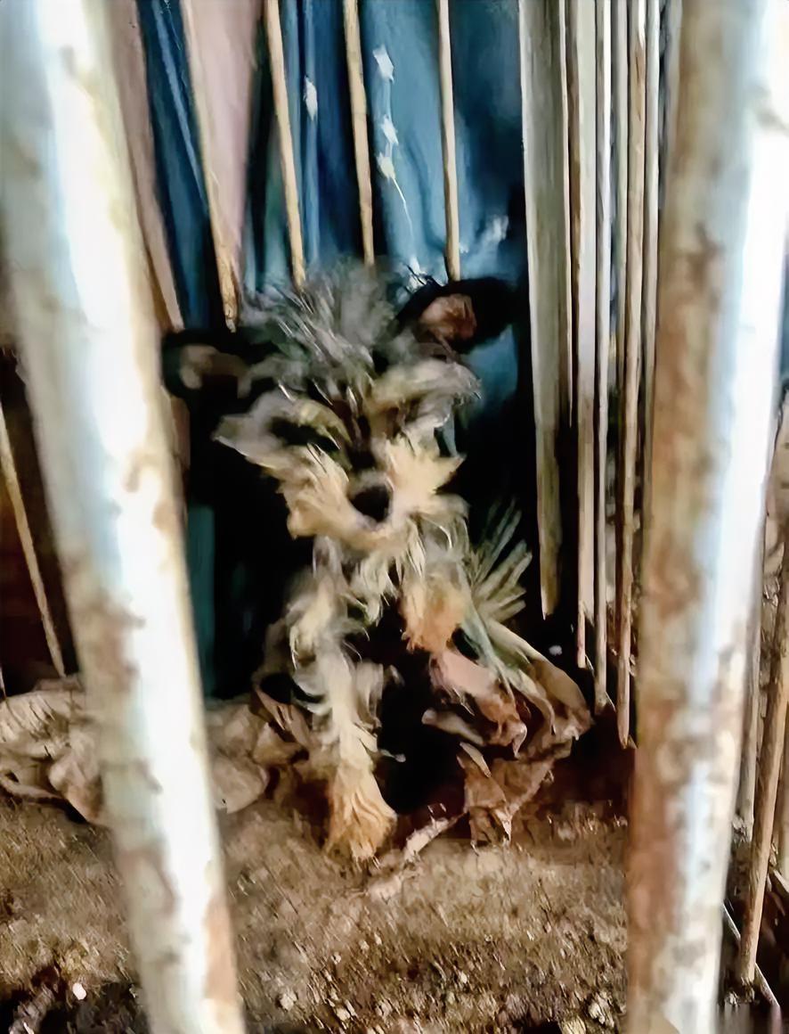 饿了，就吃自己的屎。渴了，就喝自己的尿。睡，也睡在自己的屎尿里。我今天看到