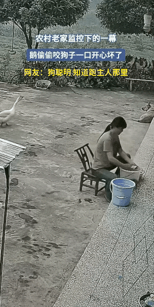 常言道，狗咬耗子多管闲事，这不狗正在迷糊，被鹅偷袭，狗狗急忙跑到主人身边寻求庇护