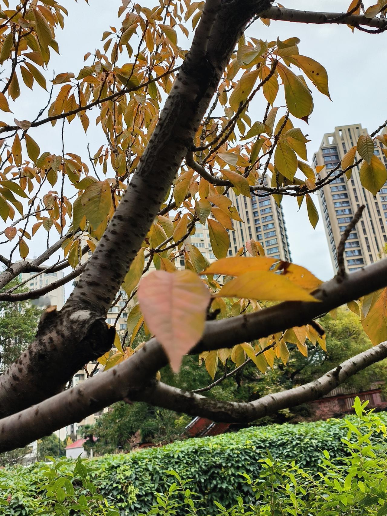 冬日美景随手拍实景图分享！冬日的爱思儿童公园随手拍～[呲牙笑][呲牙笑][玫瑰]