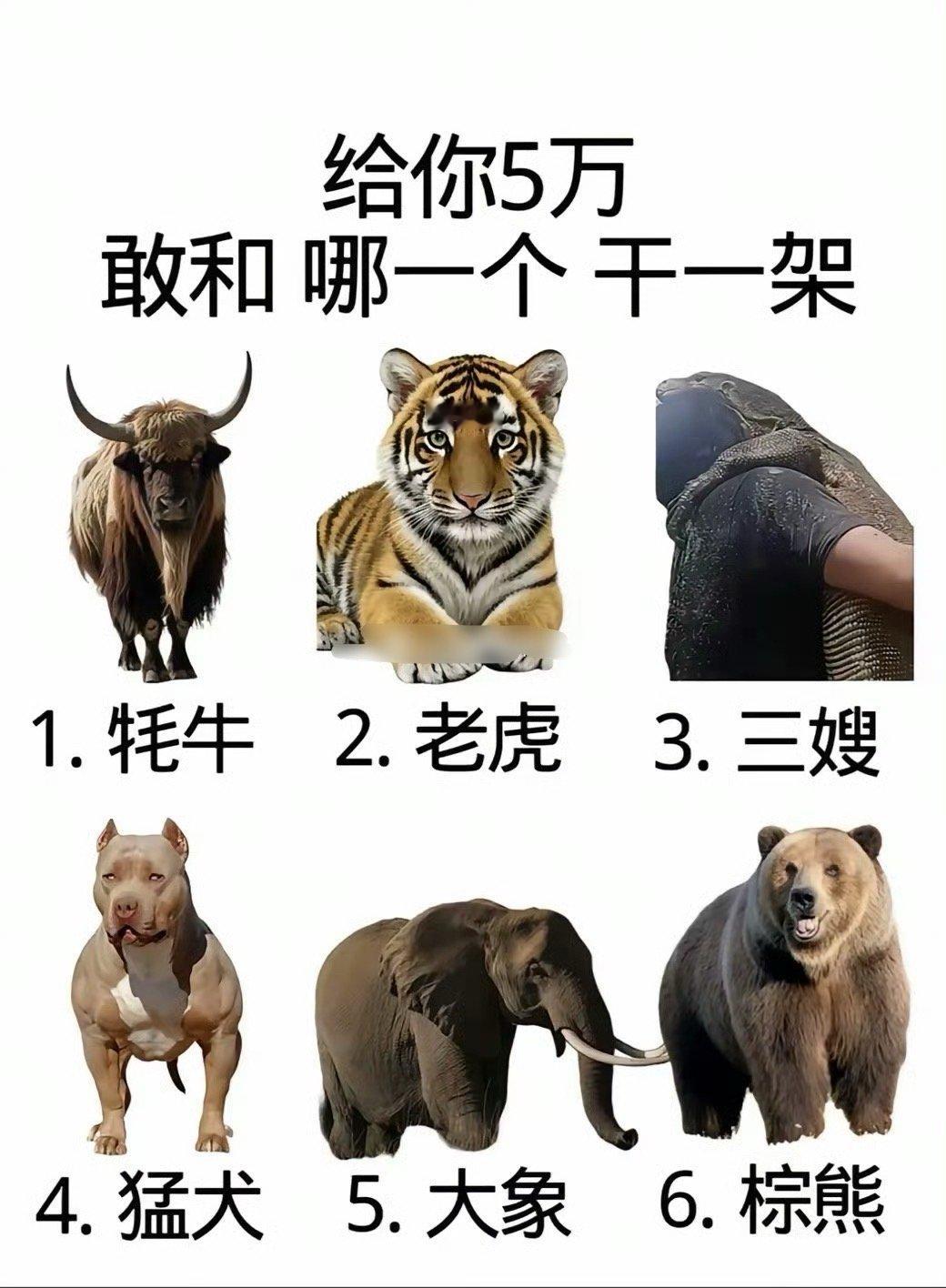 给你5万元，你可以选择一根棍子，你敢和哪个干一架？​​​​