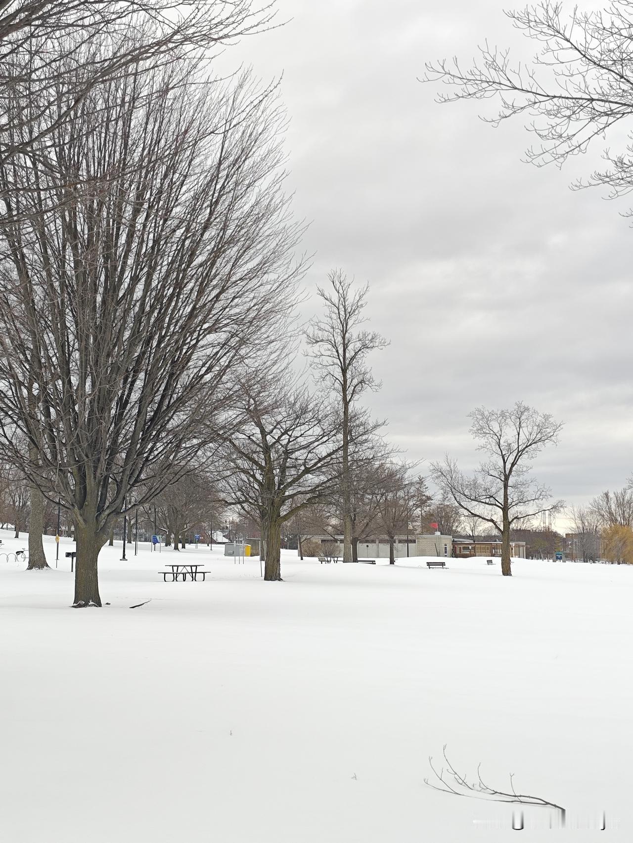 渥太华的冬天，降雪是常态，一片云彩，都可以洒落翻飞的雪花。就喜欢这落雪无声的寂
